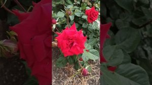 Rose Burgund - 81# троянда Бургунд-81