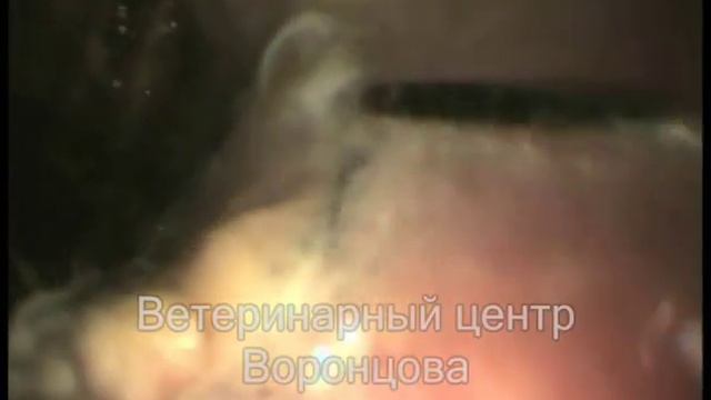 гастроскопия у собаки. инородное тело в желудке