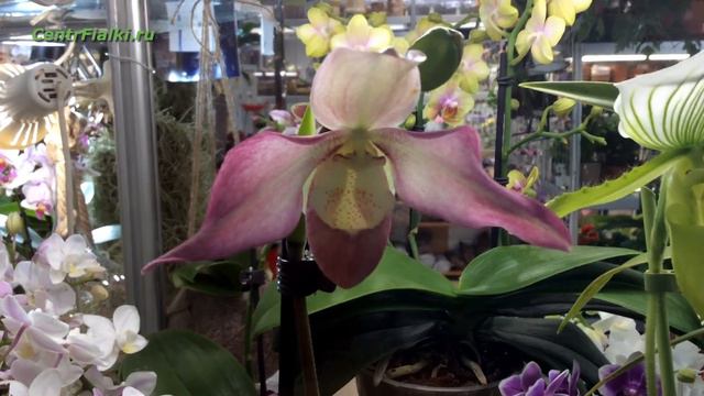 12 августа 2020. Обзор орхидей. Всё для орхидей на 1-й Останкинской, 55. смотреть онлайн