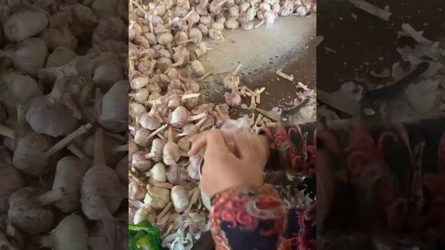 China garlic factory