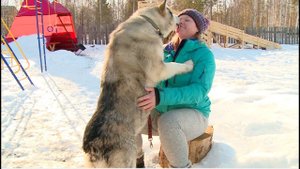 На ребенка напала ездовая собака / Новости
