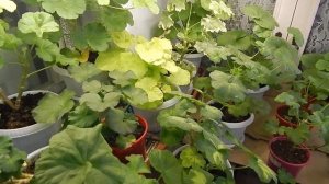 ЗИМОВКА ПЕЛАРГОНИИ. ТЕМПЕРАТУРА, ПОЛИВ, ОБРЕЗКА