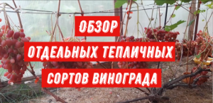 Обзор отдельных тепличных сортов винограда