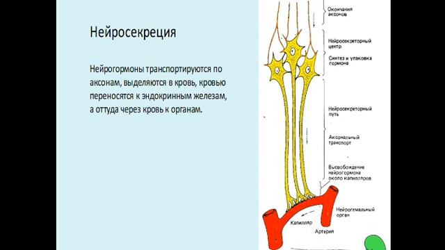 Анатомия центральной нервной системы. Лекция 3