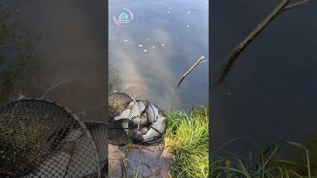 Утренняя рыбалка в Заречье