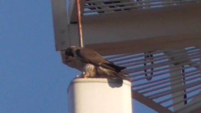Голуби не летают Сокол Сапсан сидит и выжидает. Pigeons do not fly Peregrine Falcon sits and waits смотреть онлайн