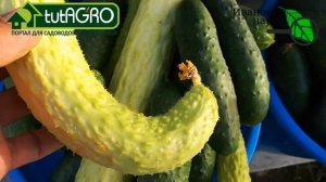 ОГУРЦЫ как КРЮЧКИ. И подкормили, и тепло, а огурцы крючками. Что делать с огурцами.