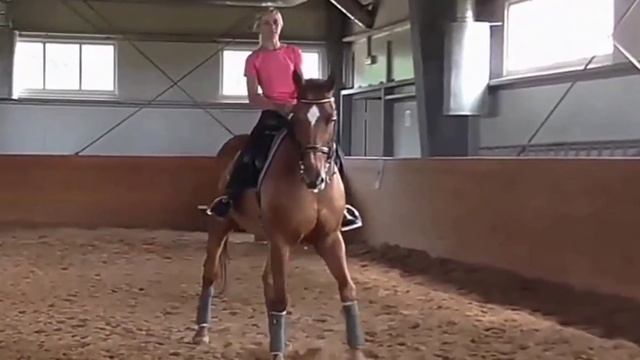 Элементы выездки|выездка