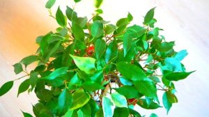 Фикус сбрасывает листья. Какие причины и как помочь растению