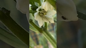 Hand Pollinating Peppers || Garden Vlog