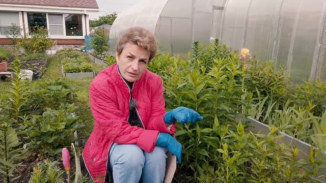 Спасаем флоксы от нематоды | Как спасти флоксы от нематоды