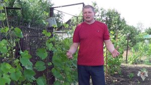 Работы на винограднике перед его цветением