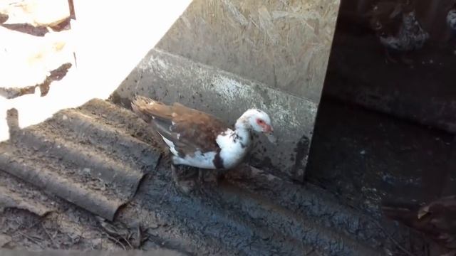 Оптимальные сроки убоя мускусной утки смотреть онлайн