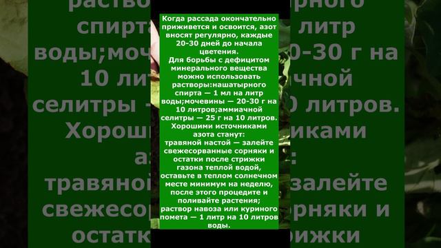 нехватка этого минерала приводит к замедлению роста Баклажан и пожелтению листьев