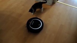 Робот-пылесос GUTREND Fun 110 Pet - и котенок