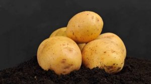 Картошка Адретта