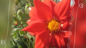 ❃❃❃Цветы сентября в моем саду  Осенние цветы. ❃❃❃