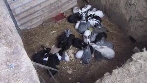 Содержание кроликов в ЯМЕ 2018