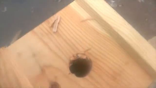 Видео с комментариями"утепление деревянного домостроения" смотреть онлайн