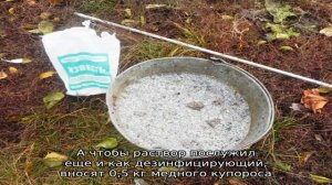 Когда белить плодовые деревья осенью — важные нюансы садового дела