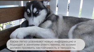 Сибирский хаски. Все о породе