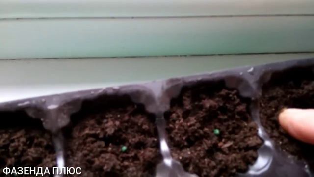 лук Эксибишен,проблемы смотреть онлайн