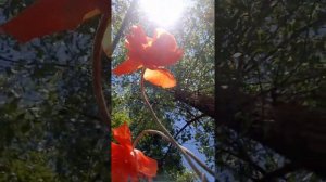 Солнышко ты мое ясное 💞 моя Моника