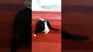 Как коты играют в футбол