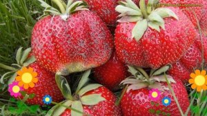 Земляника садовая Мармолада. Краткий обзор, описание характеристик fragaria ananassa Мармолада