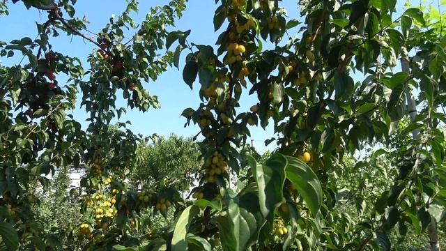 Самые зимостойкие абрикосы: Харогем и Харостар. Желтоплодный кизил Янтарный смотреть онлайн