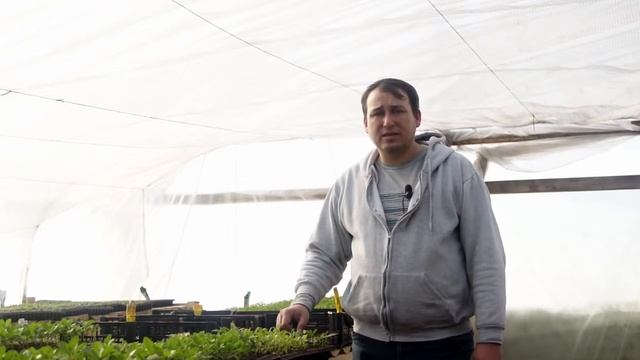 Цветы  Цветочная рассада, с чего начать