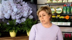 Гортензия серая (пепельная) ? Выращивание и уход