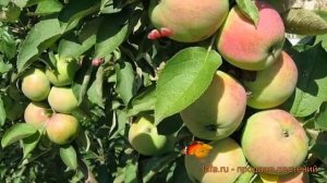 Яблоня колоновидная Трайдент (malus) ? яблоня Трайдент обзор: как сажать саженцы яблони Трайдент