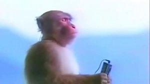 маленький бабиджон 10 часов