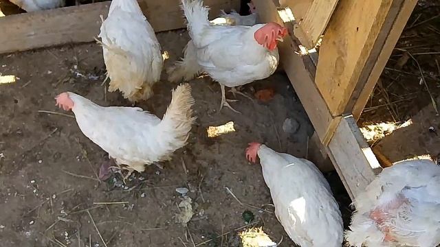 куры Леггорн