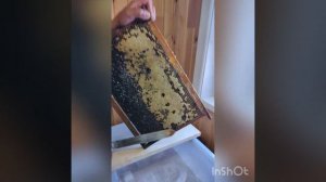 Вскрываем рамки. Пчелы июль 2020. Подготовка к первой откачке мёда в этом сезоне.