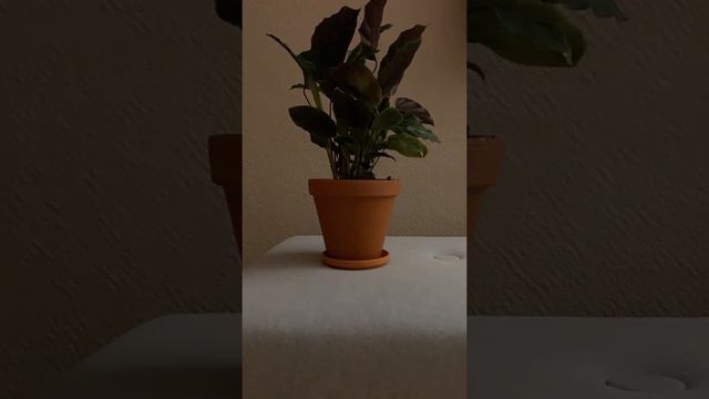 Time lapse of Calathea Louisae (Maui Queen), 8 hours, Night Time