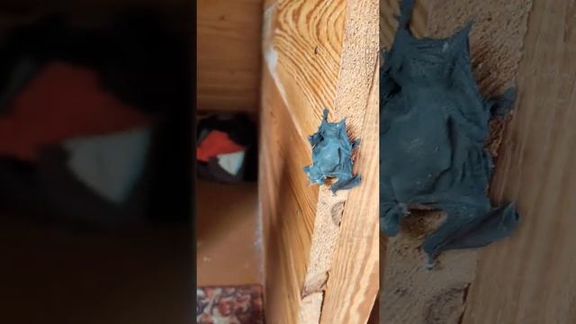 Птенец летучей мыши. смотреть онлайн