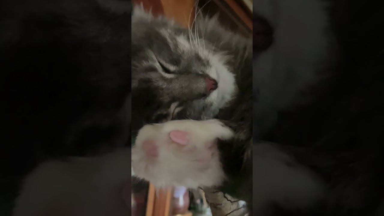 Кошачьи нежности #cat #catshorts #catvideos #кот #котики