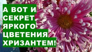 В чем главный секрет пышного цветения хризантем? Секретное  удобрение для ярких цветов хризантем