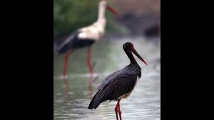 АИСТЫ ВЛАДИМИР ВЫСОЦКИЙ