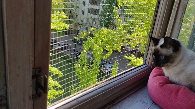 Прогулочная зона для котиков