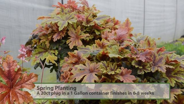 Heucherella Production Tips | Walters Gardens смотреть онлайн