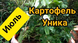 Как растет картофель Уника в мешке на 19 июля (московская область)