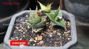 Anak Pingui variegata lapis sansevera menor sanseviera || flonafitas | fit and joy | agogo fams