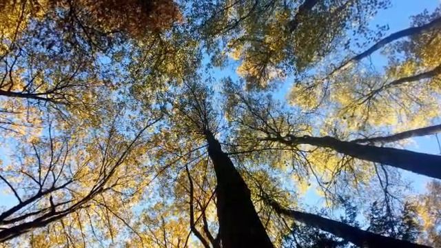 Золотая осень в Перми / Пермь Пермский край / Природа Урала смотреть онлайн