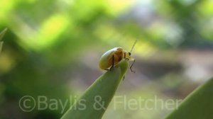 Yellow Orchid beetle, Malaysia. 20150123_131318.m2ts