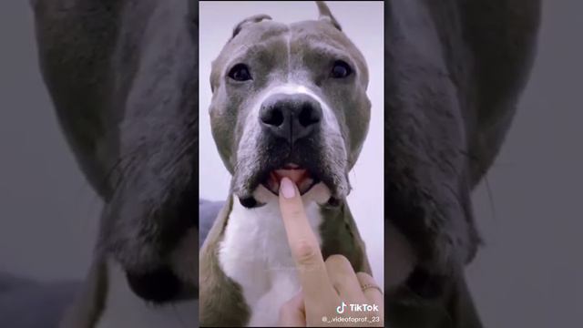 стаффордширский терьер😍😘 смотреть онлайн