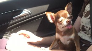 Как чихуахуа переносит жару? Огромный язык Фондю.