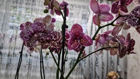 Обзор Орхидеи Дикий кот и Ягуар Орхидеи Фаленопсис